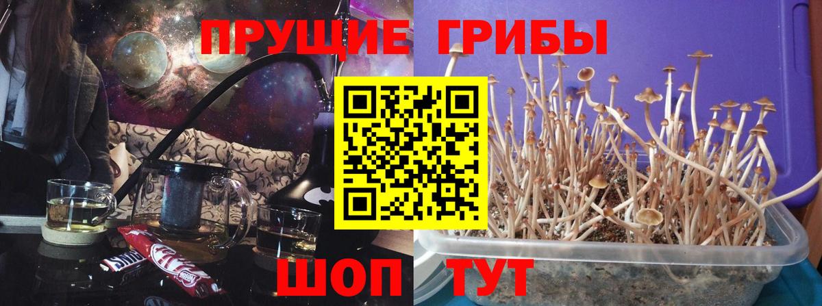 Галлюциногенные грибы GOLDEN TEACHER  Псилоцибиновые грибы ЛСД  Вход с VPN  Богданович 
